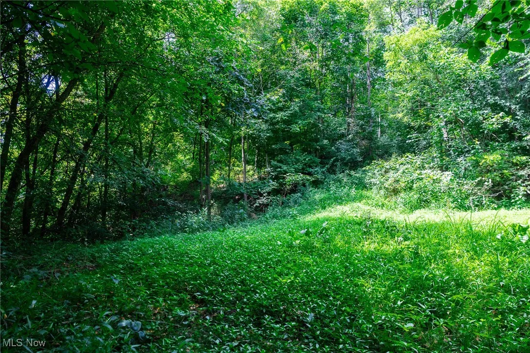 View of wooded area