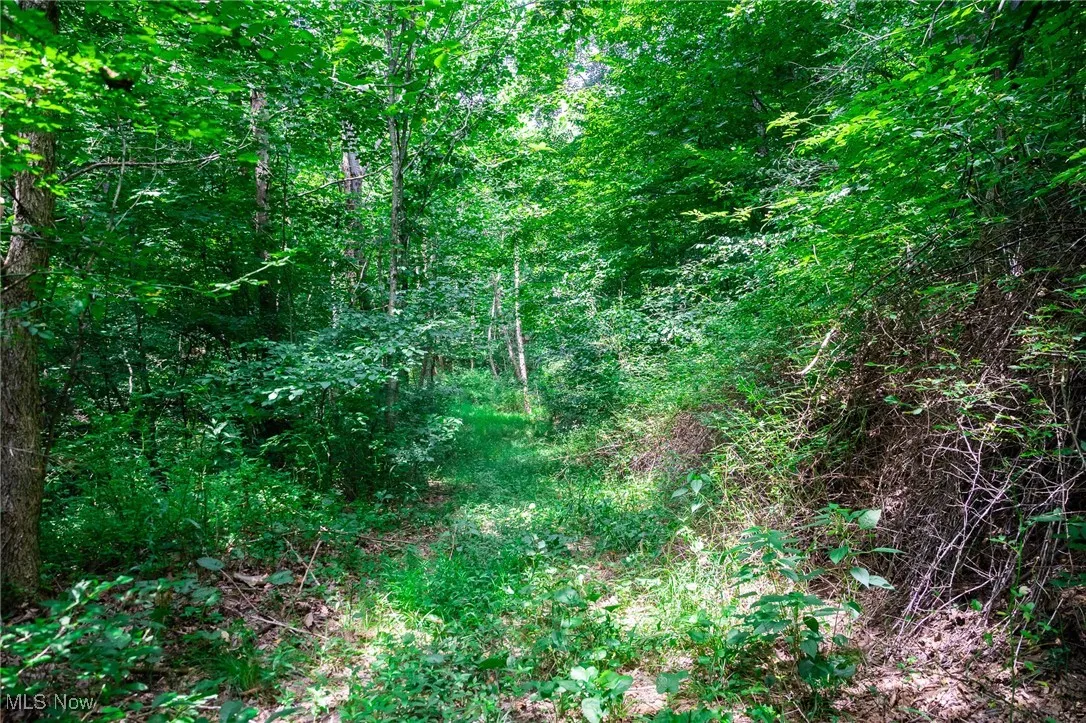 View of local wilderness