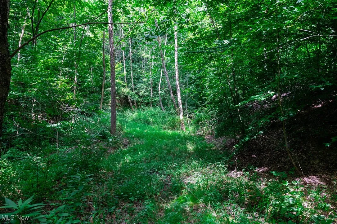 View of local wilderness