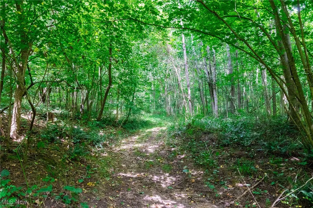 View of wooded area