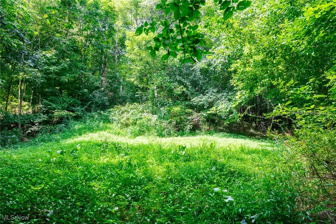 View of local wilderness