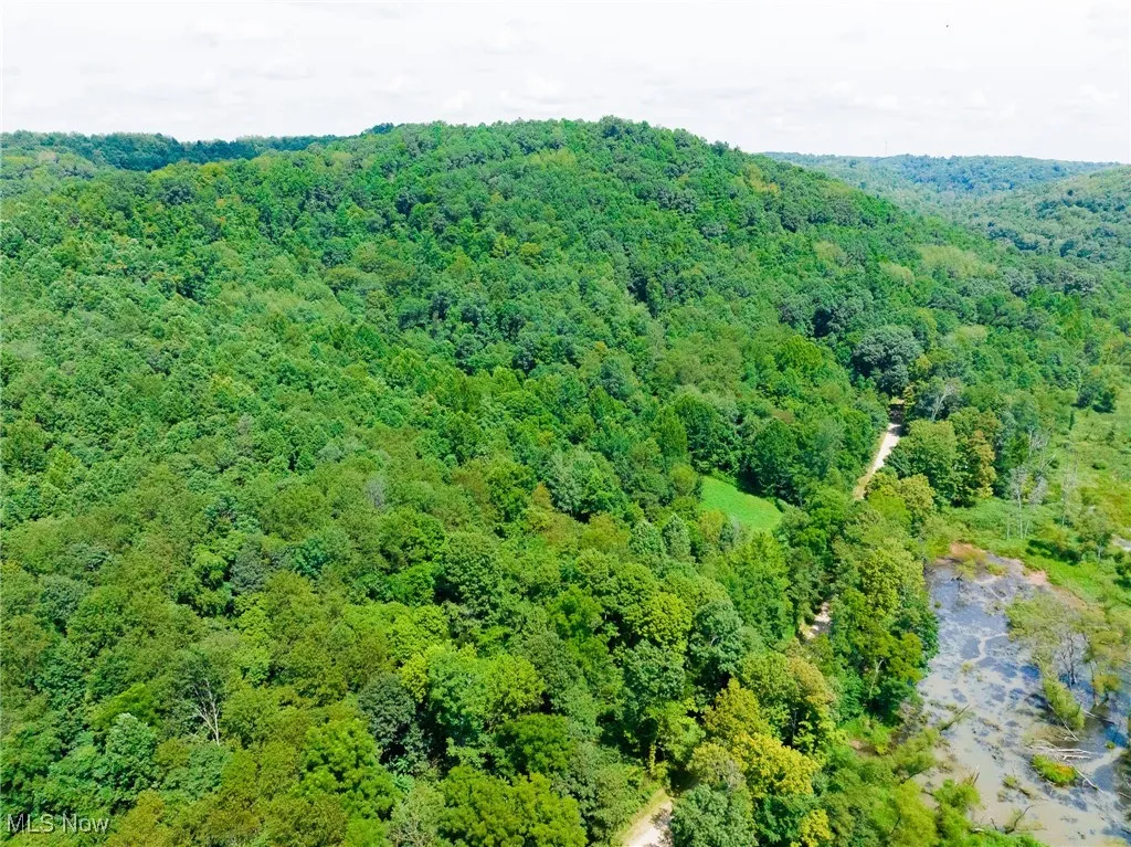Aerial view of a forest