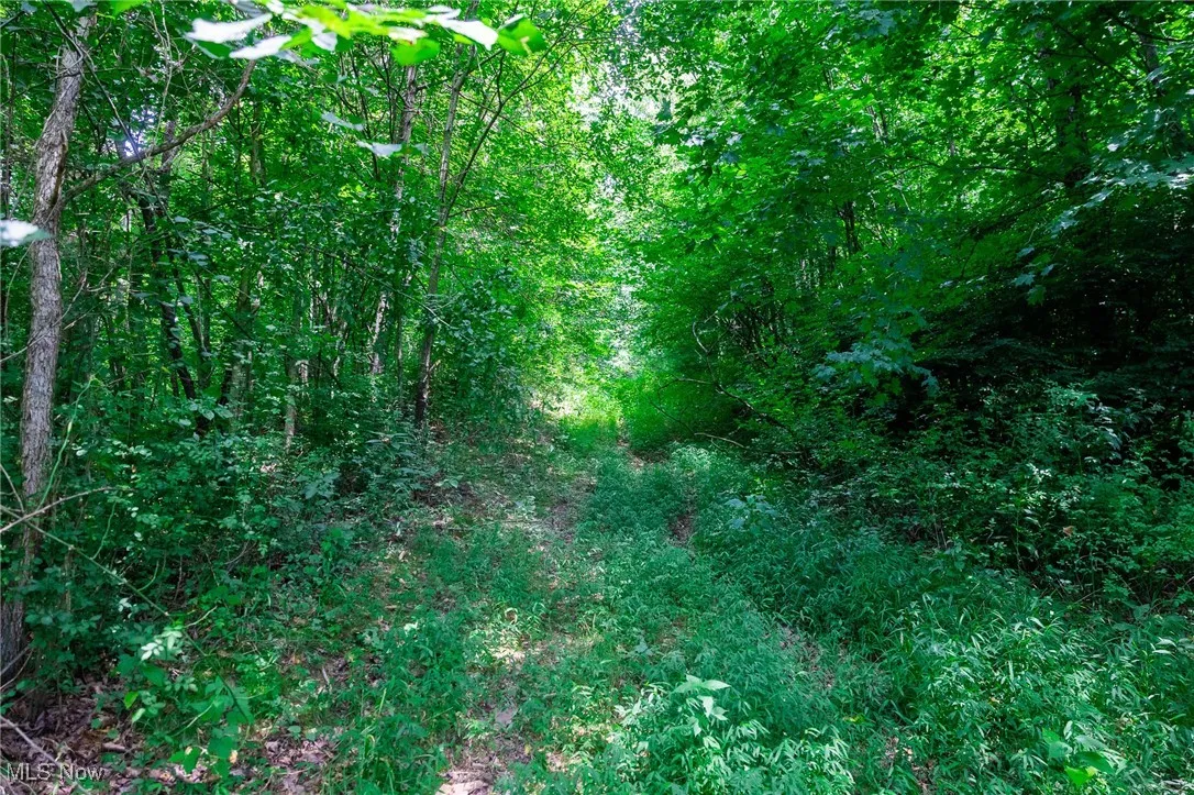 View of local wilderness