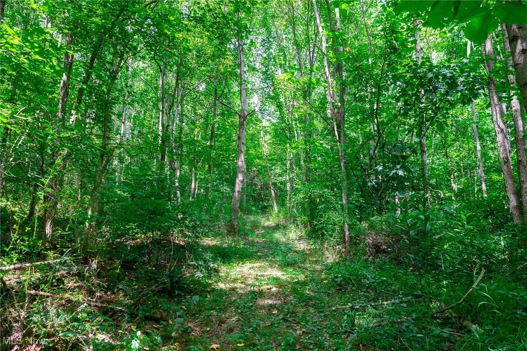 View of woods