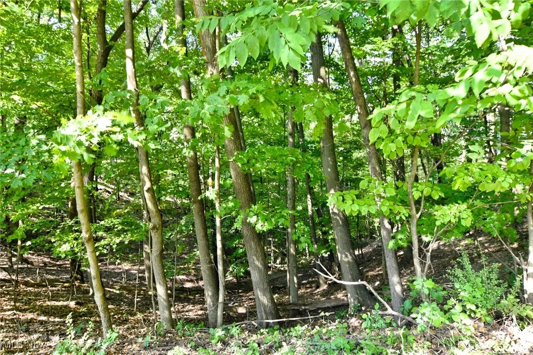 View of local wilderness
