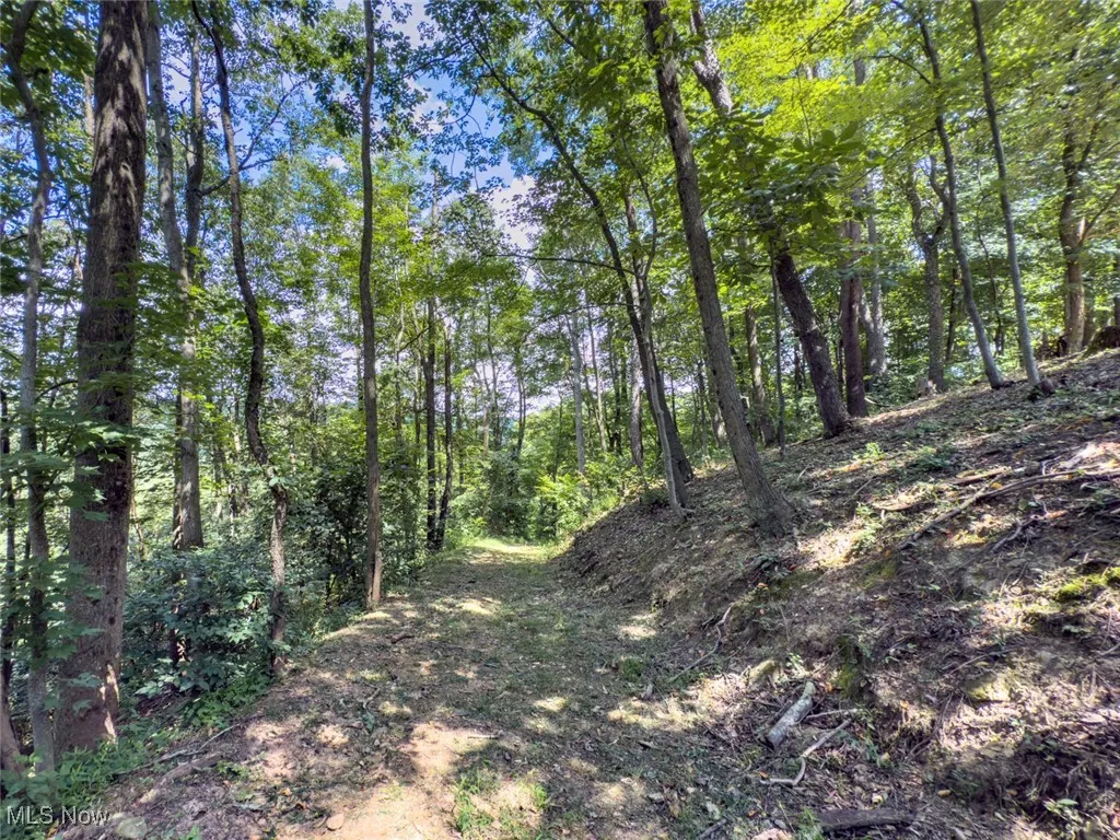 View of wooded area