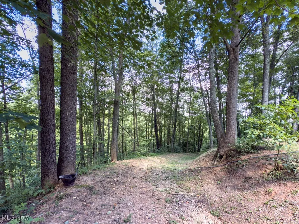 View of woods