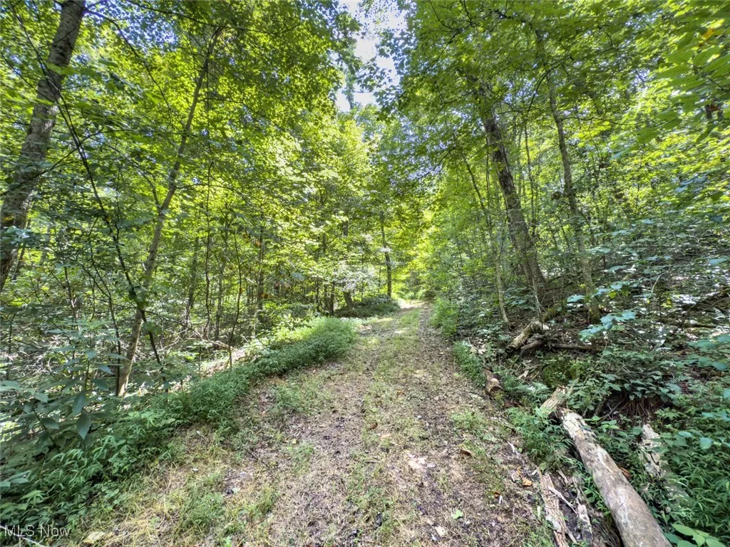 View of woods