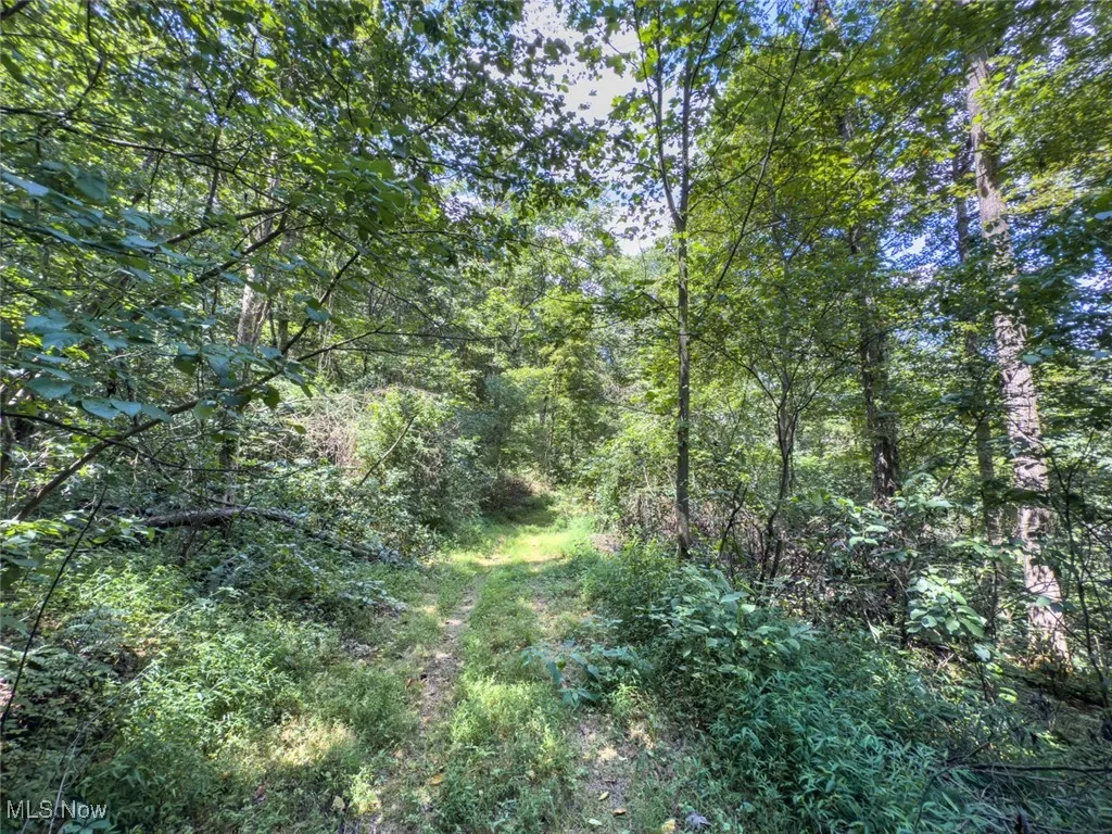 View of woods