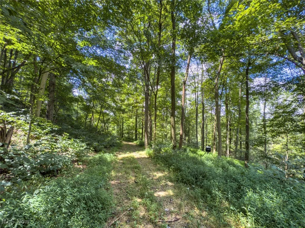 View of tree filled area