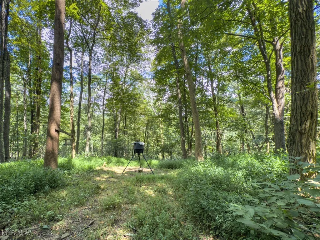 View of woods