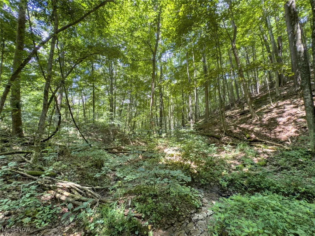View of wooded area