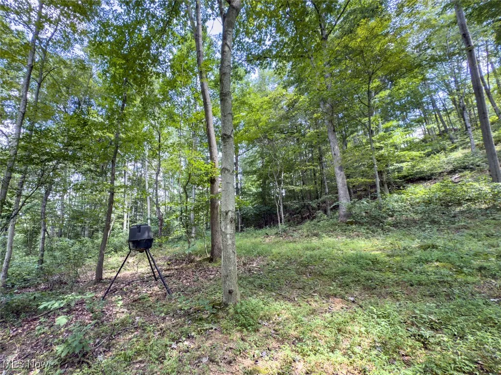 View of yard featuring a forest view