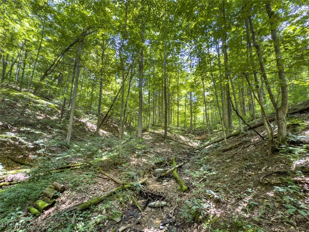 View of woods