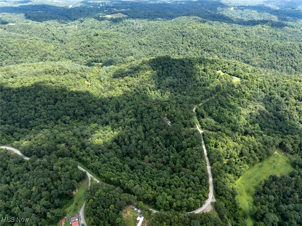 Drone / aerial view of a forest