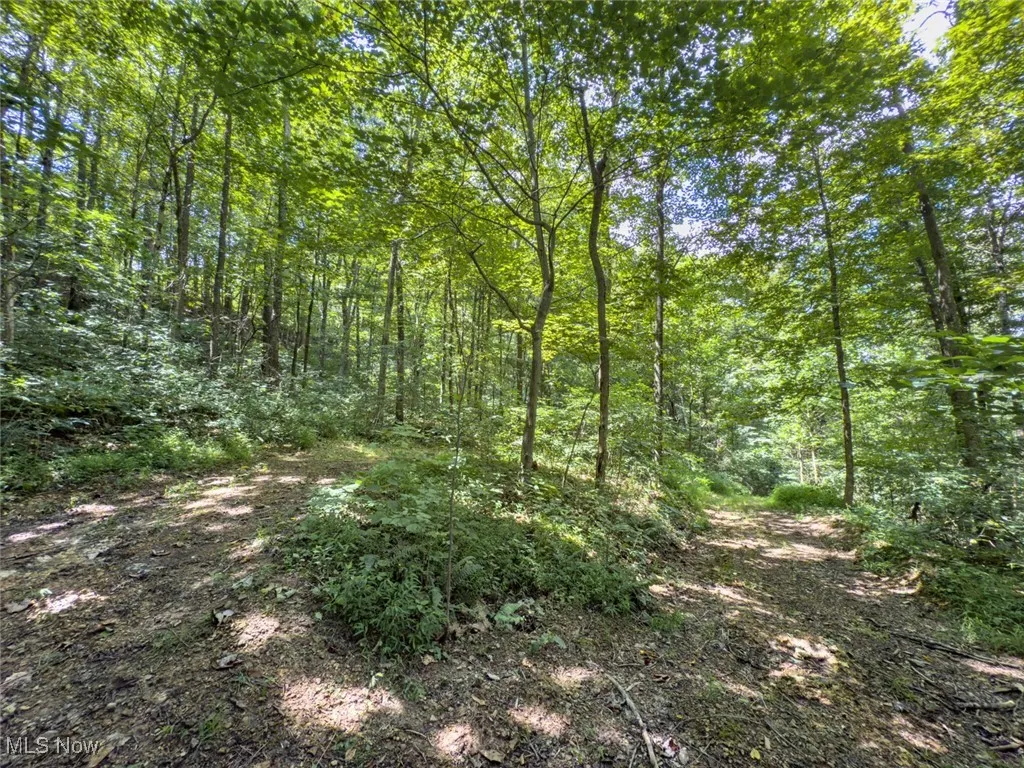 View of tree filled area