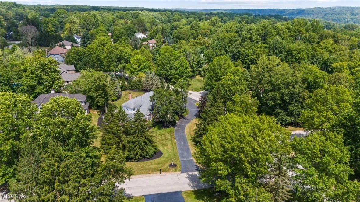 Aerial view of a forest