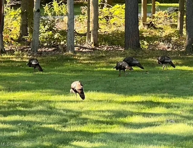 Surrounding community featuring a lawn