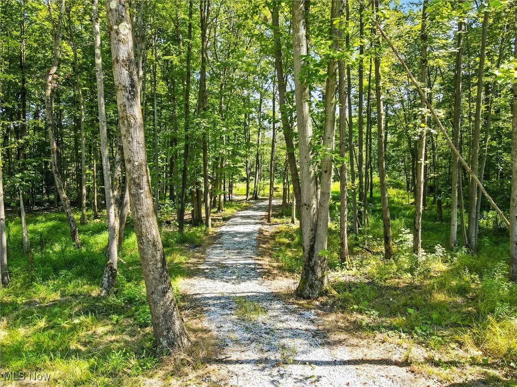 Shady tree lined gravel driveway