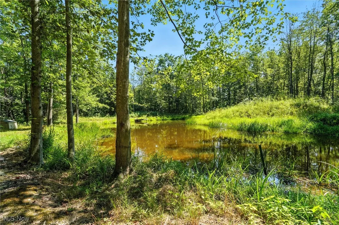 View of the pond
