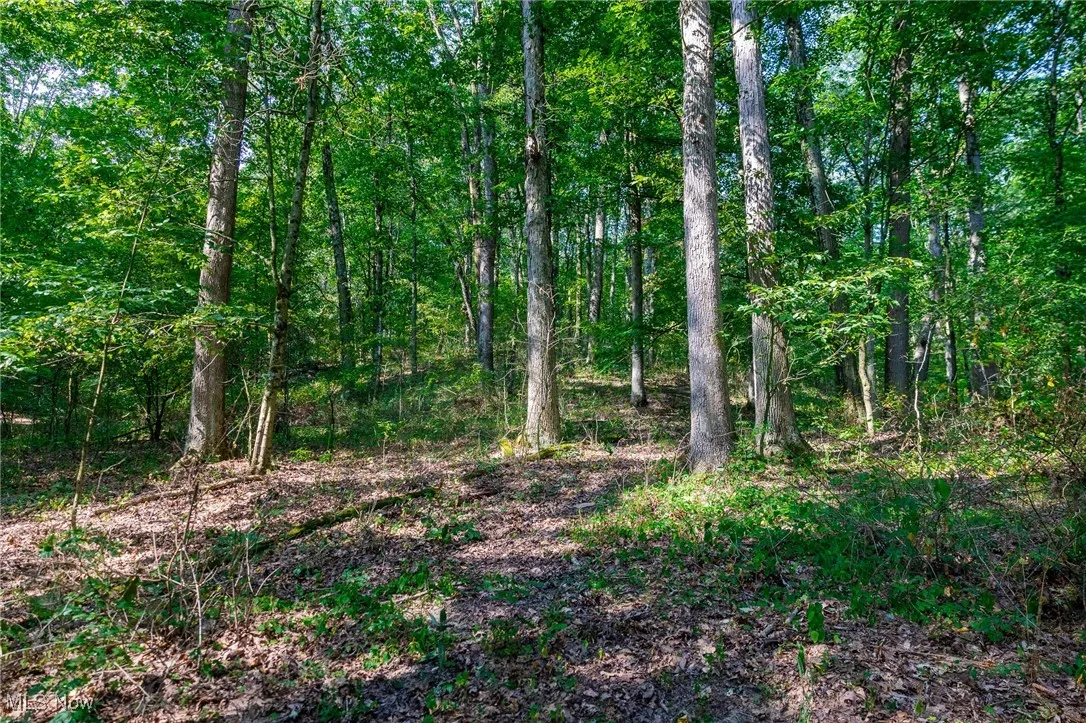 View of woods