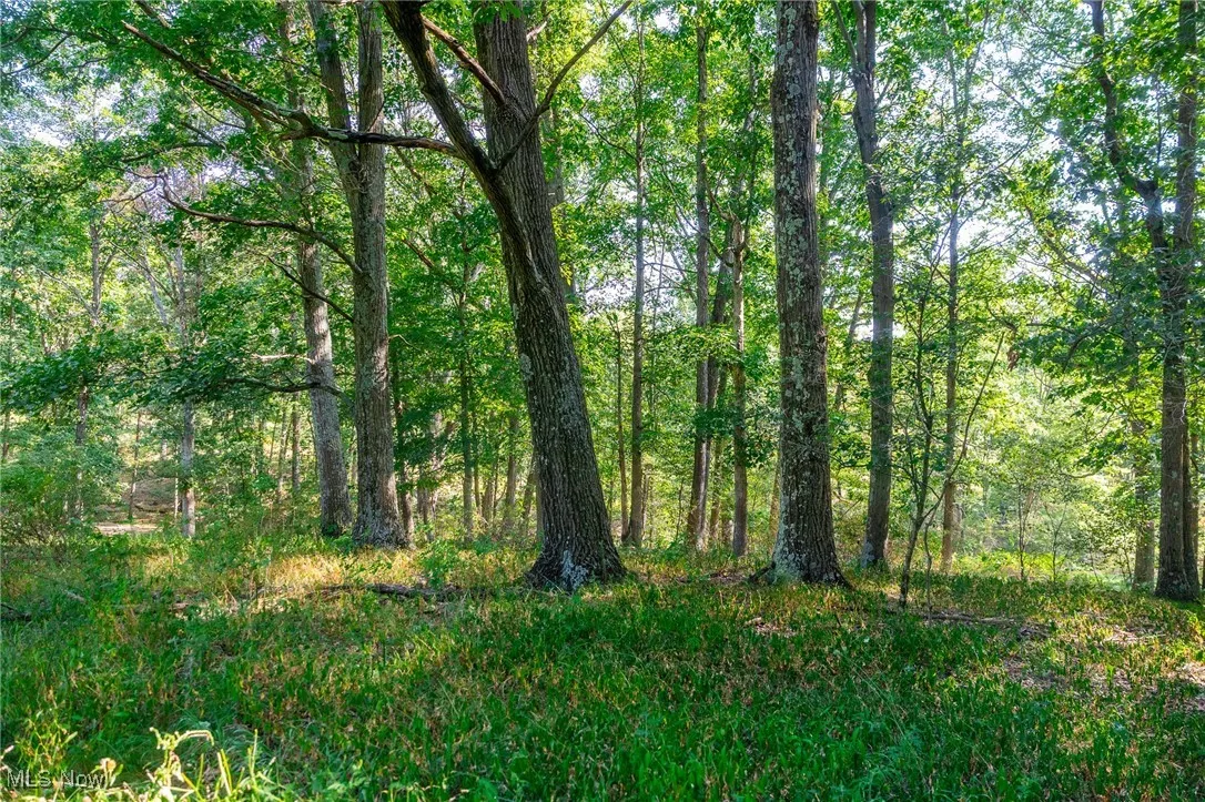 View of woods