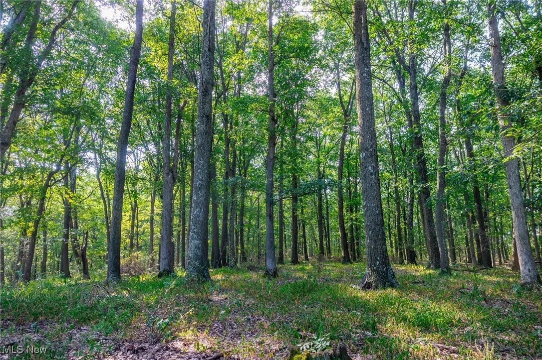 View of tree filled area