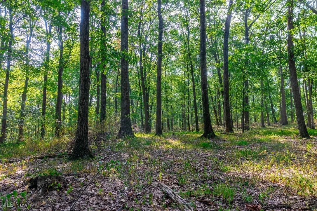 View of woods