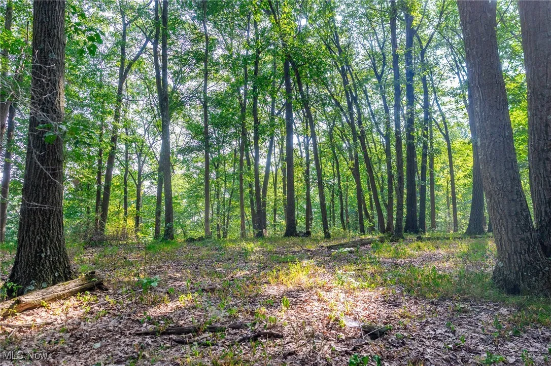 View of woods