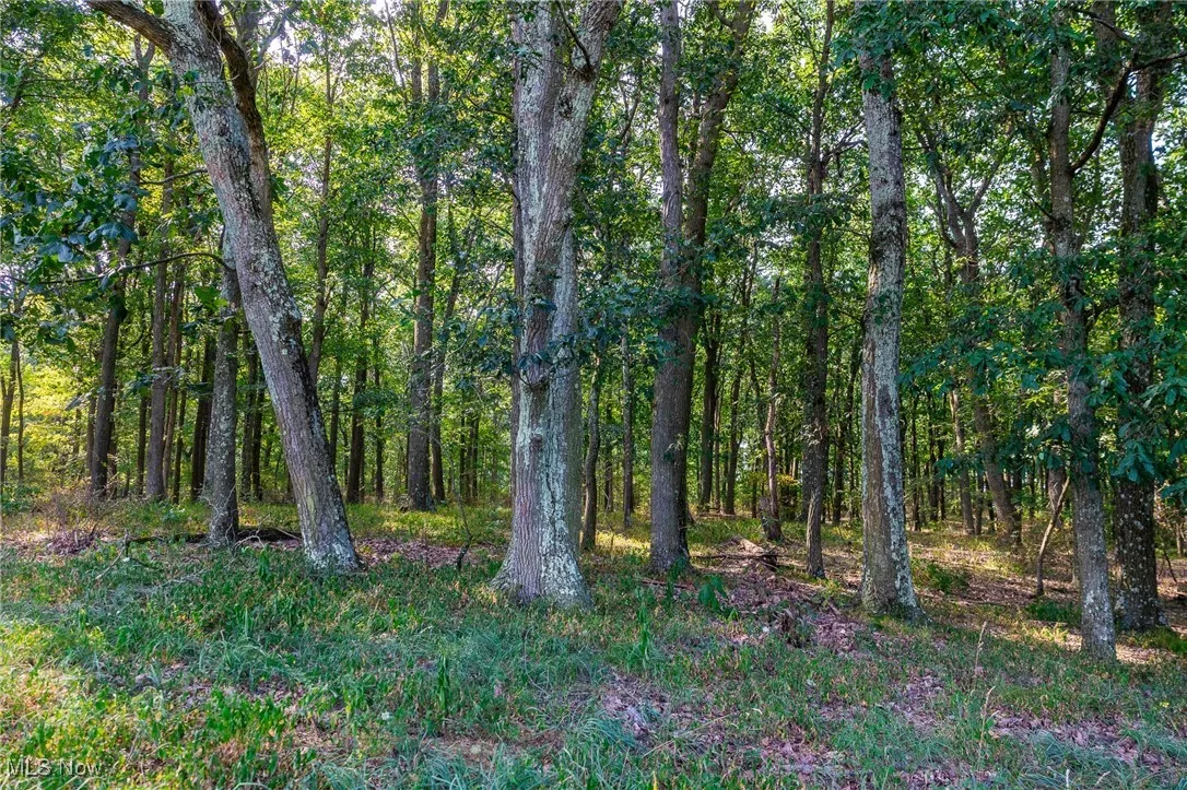 View of woods