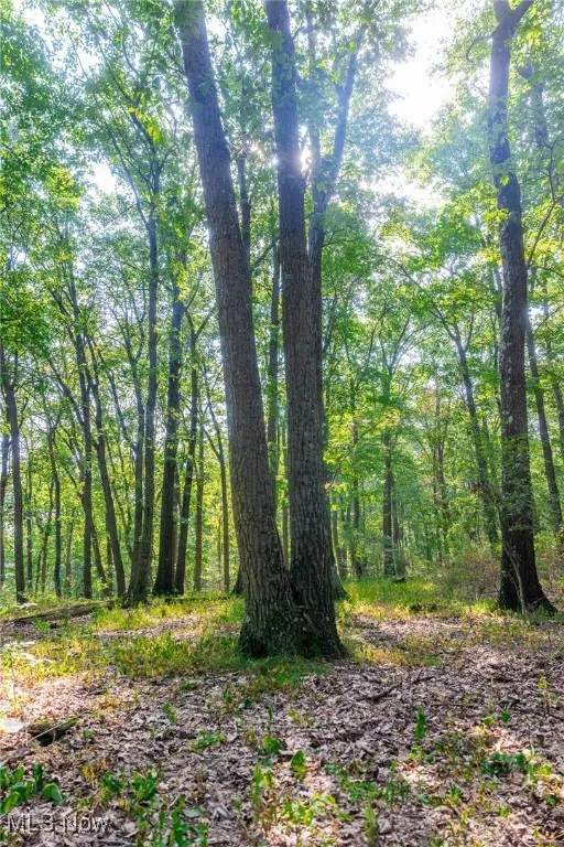 View of tree filled area