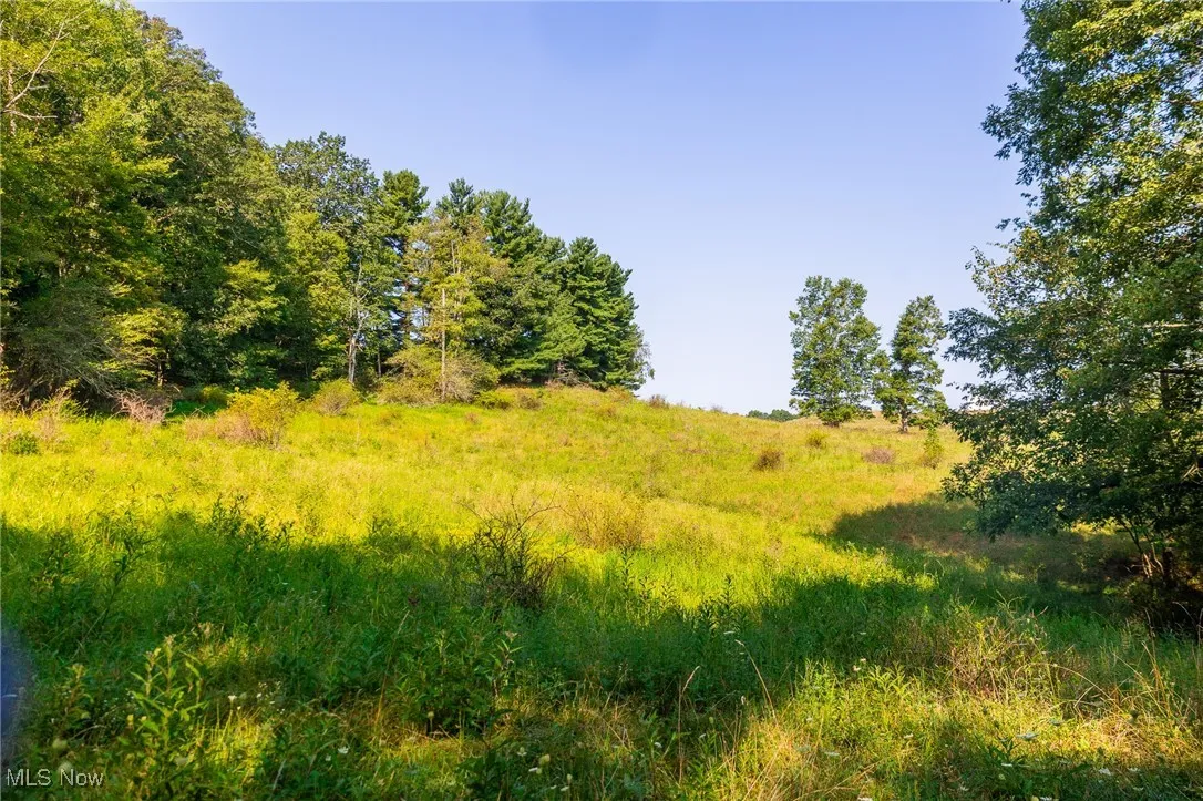 View of local wilderness