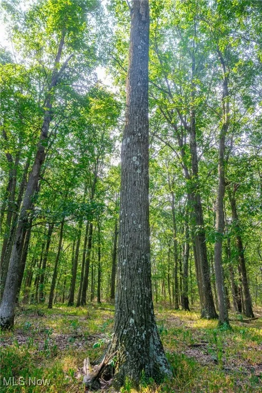 View of tree filled area