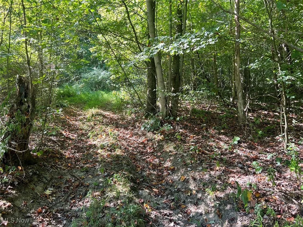 View of woods