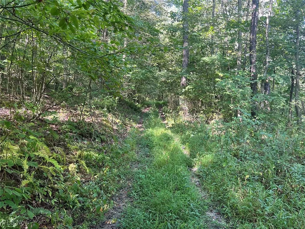 View of nature