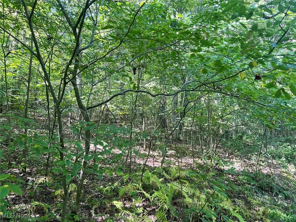 View of woods