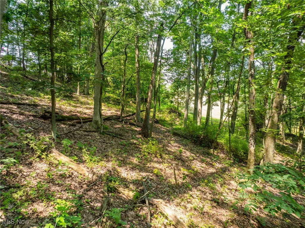 View of tree filled area