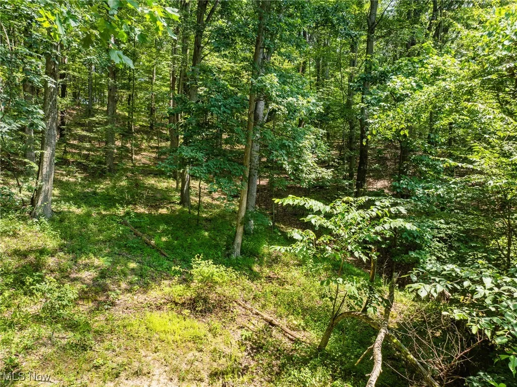 View of tree filled area