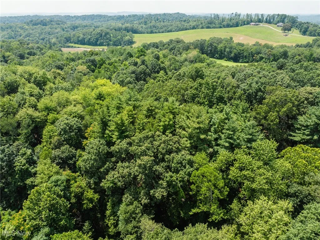 Drone / aerial view of a forest