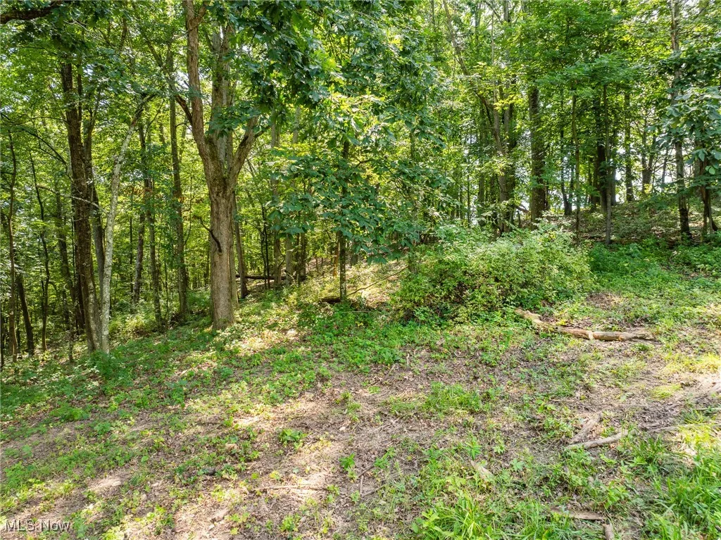 View of woods