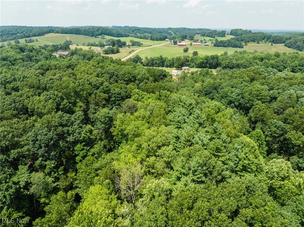 Aerial view of a forest