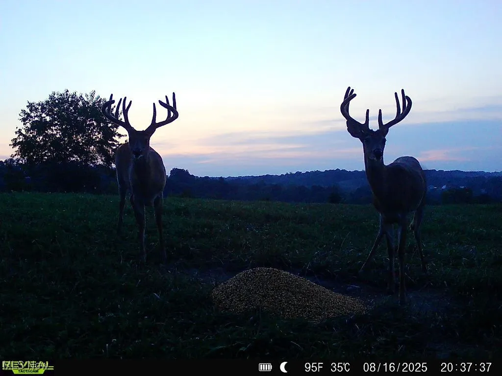 Giant bucks on the farm