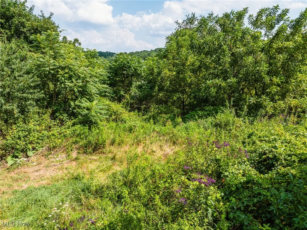 View of tree filled area