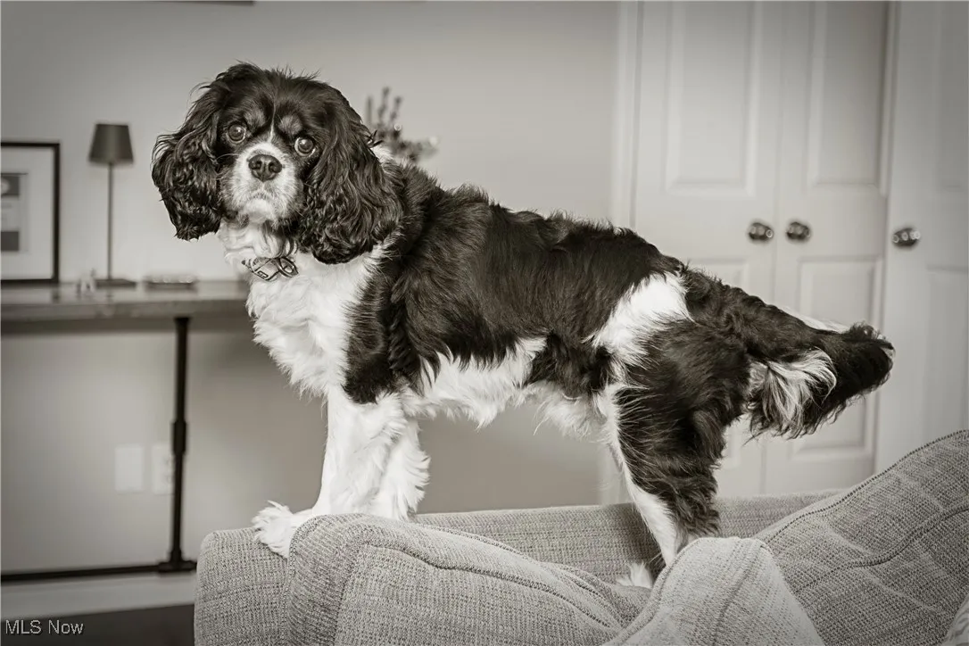 Oscar