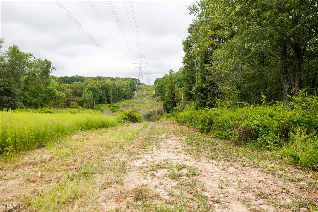 View of local wilderness
