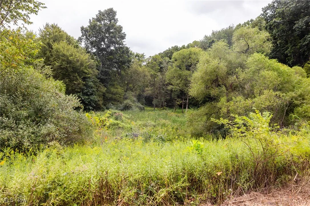 View of woods