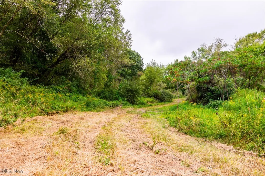 View of local wilderness