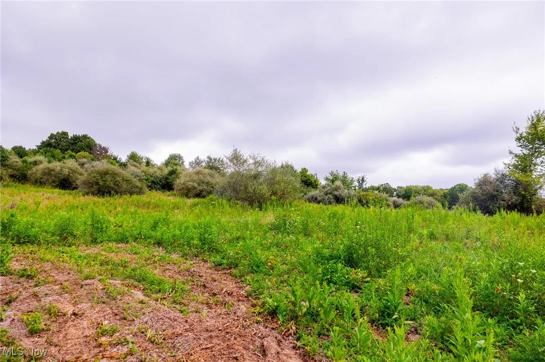 View of local wilderness
