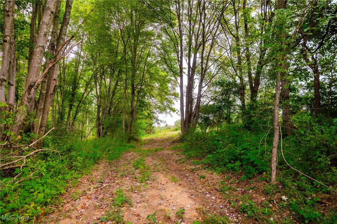 View of local wilderness