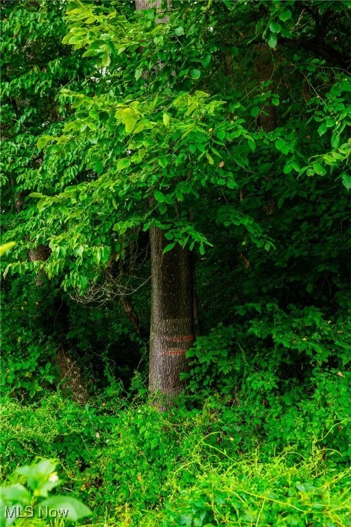 View of local wilderness